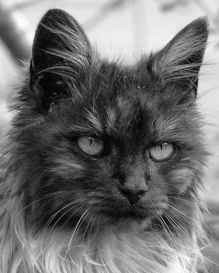 Unendlich traurig Foto & Bild tiere, tier und mensch, trauer um ein