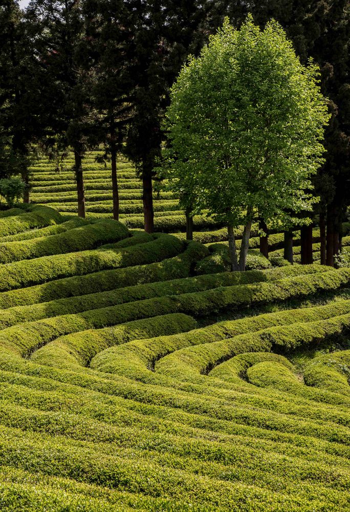 Unendliche Teeplantagen in Boseong