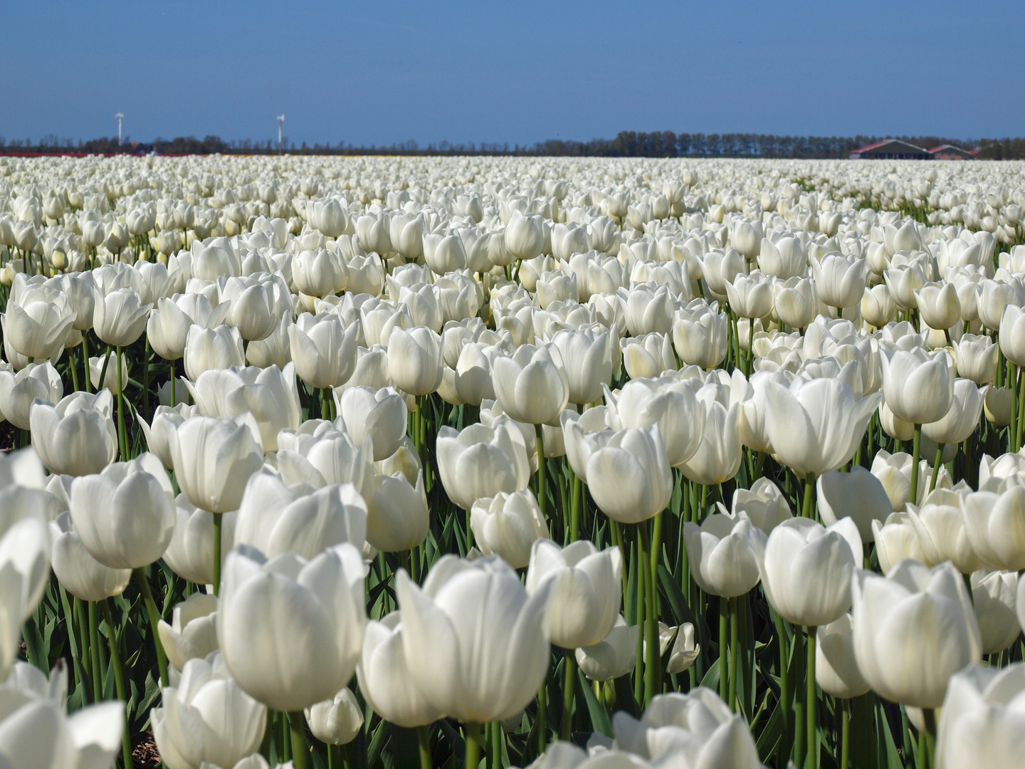 Unendliches Tulpenfeld