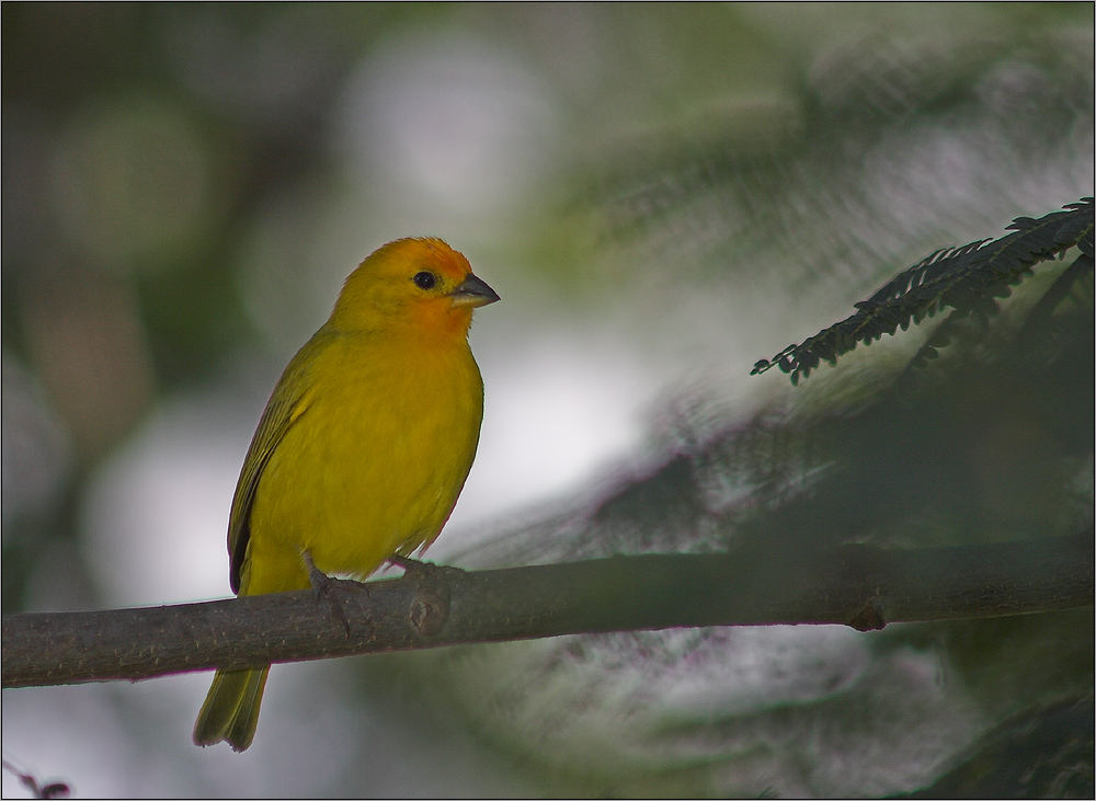 unentdeckt - Saffron Finch