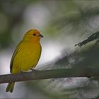 unentdeckt - Saffron Finch