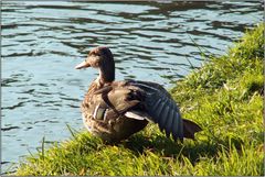 Unentschlossen ? Rein ins Wasser oder nicht?