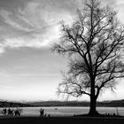 Unentschlossener Baum am Zürichhorn (Frühling, hallo?)