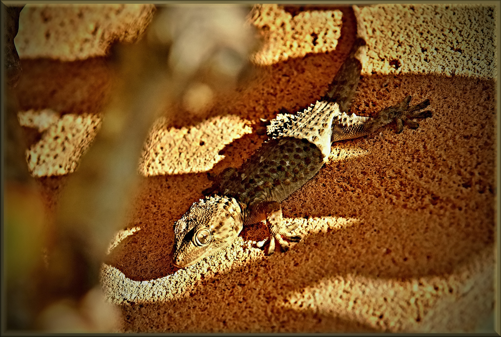 Unentschlossener Gecko