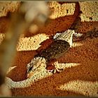 Unentschlossener Gecko