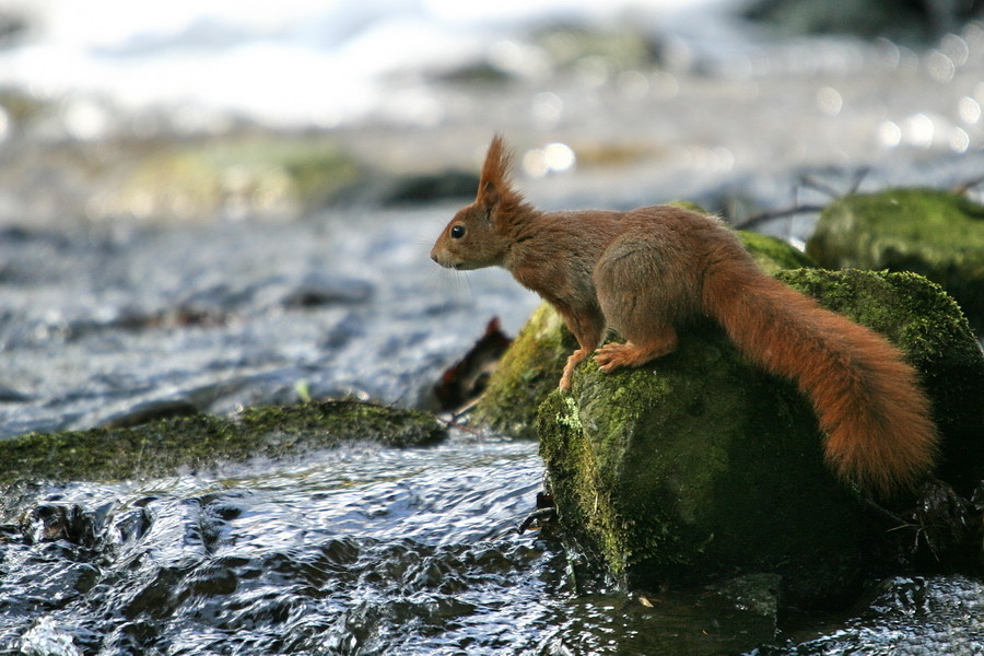 Unentschlossenes Eichhörnchen