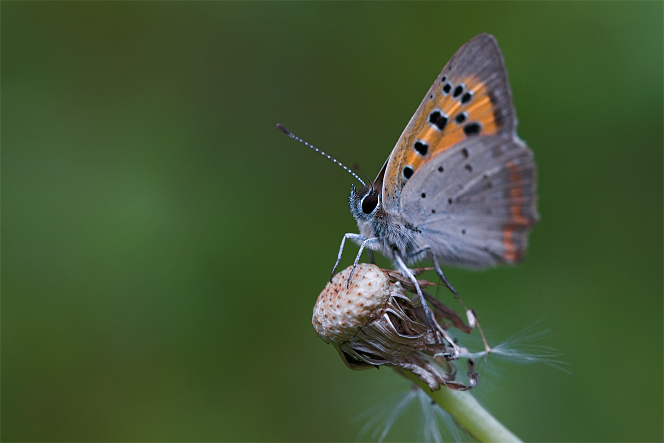 Unergiebiger Ansitz