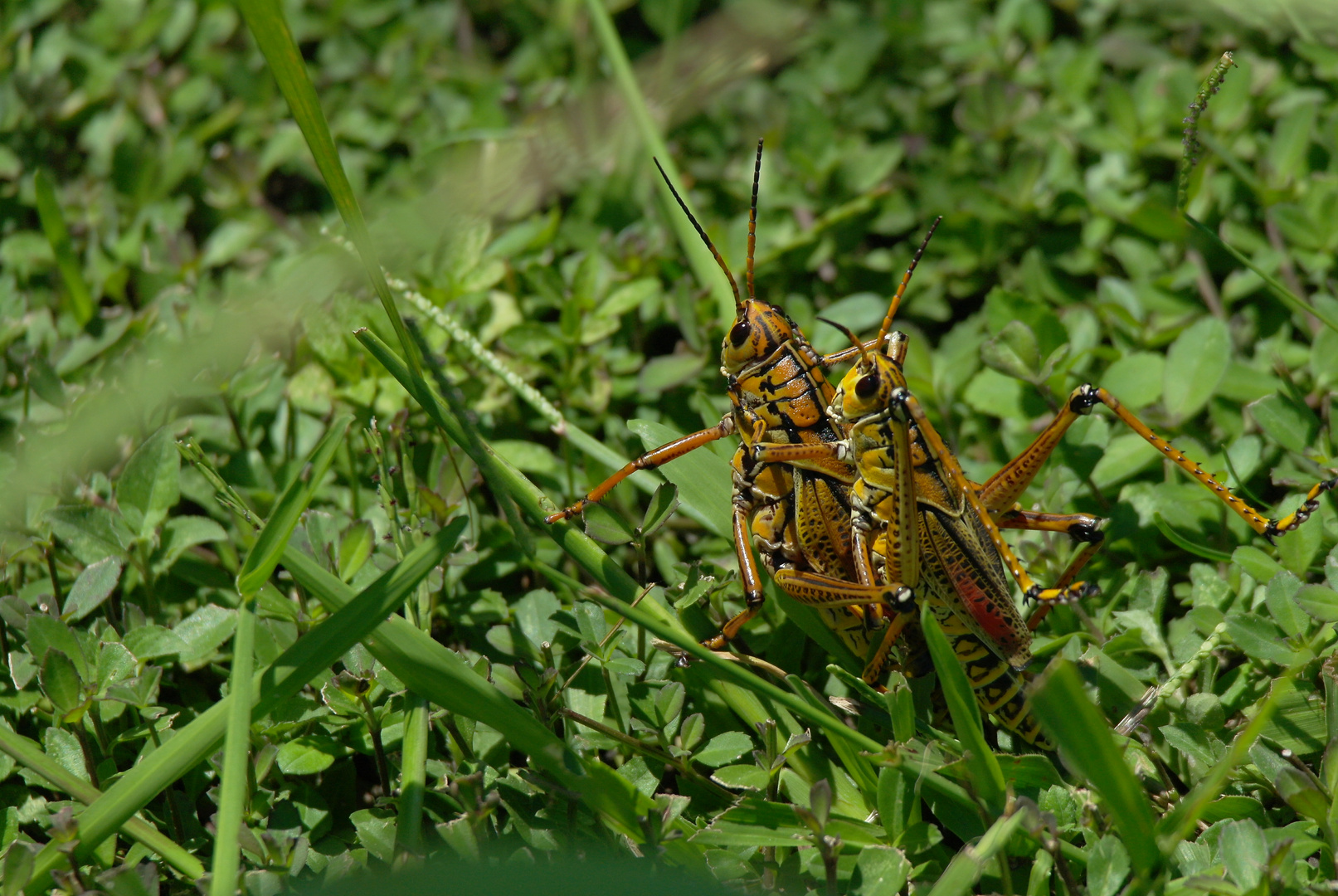 Unerkannt in den Everglades