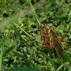 Unerkannt in den Everglades