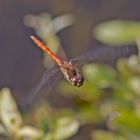 Unermüdlich auf  Patrouillenflug.....  