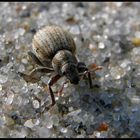 Unermüdlich im Sand unterwegs