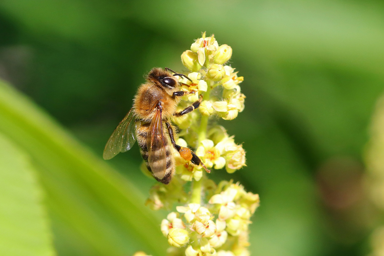 Unermüdliche Biene