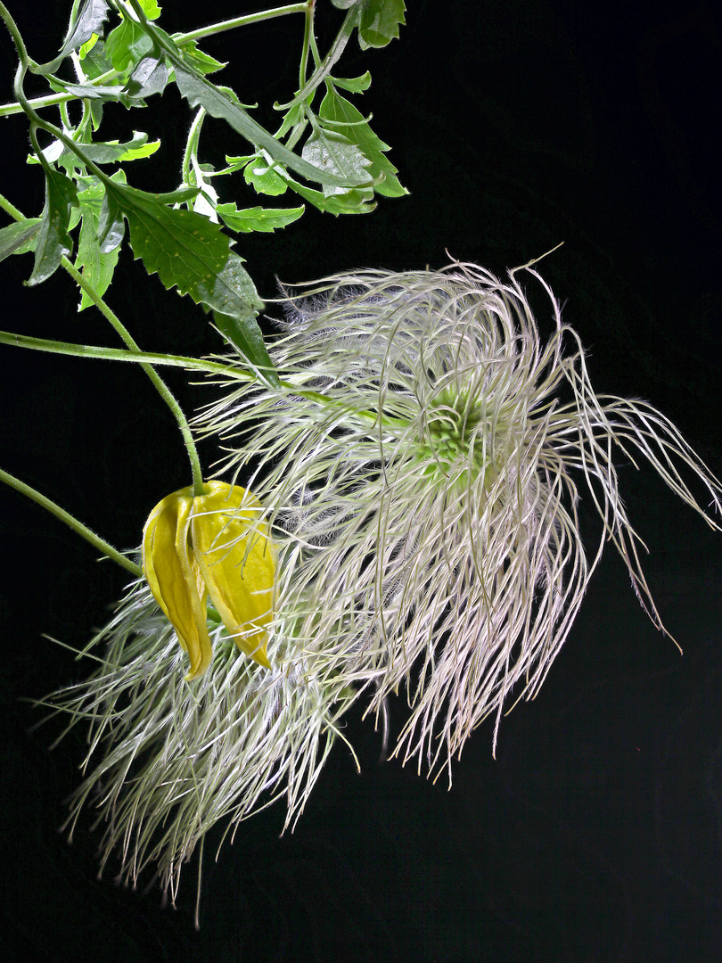 unermüdliche Clematis