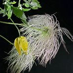 unermüdliche Clematis