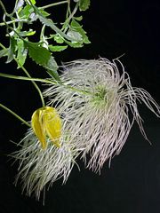 unermüdliche Clematis