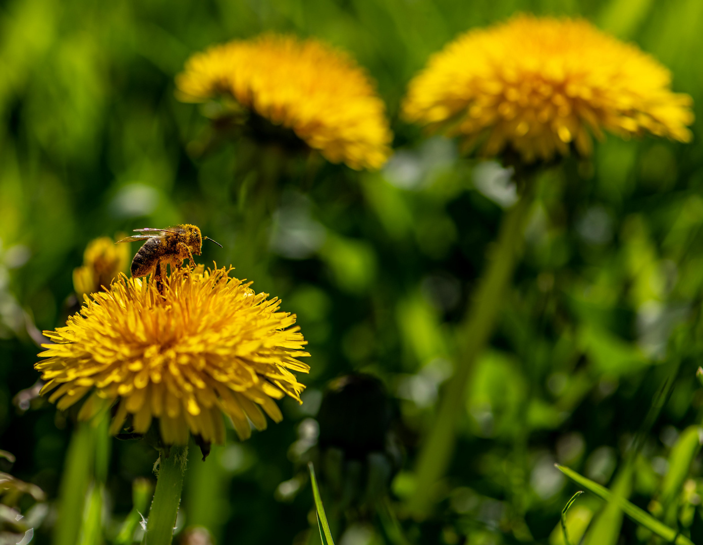 unermüdliches Bienchen....