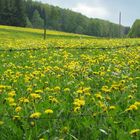 unerreichbar: Löwenzahn hinter Stacheldraht