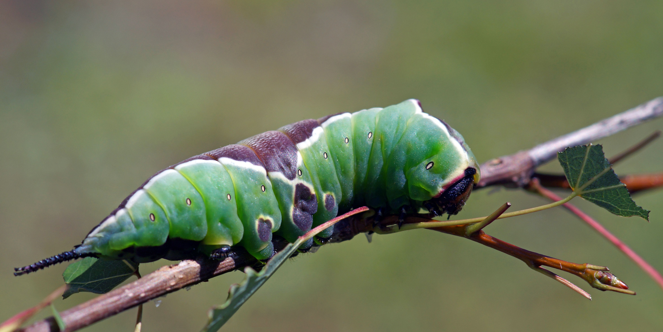 Unersättlich...  Raupe Weißer Gabelschwanz oder Hermelinspinner (Cerura erminea)