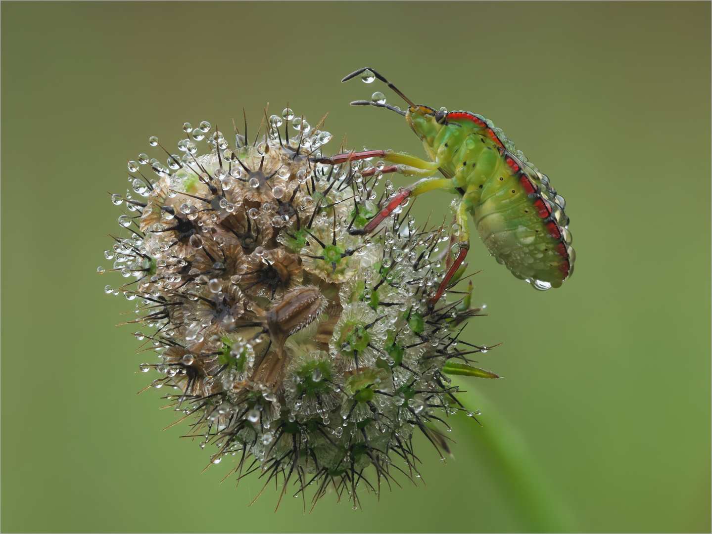 Unerschrocken