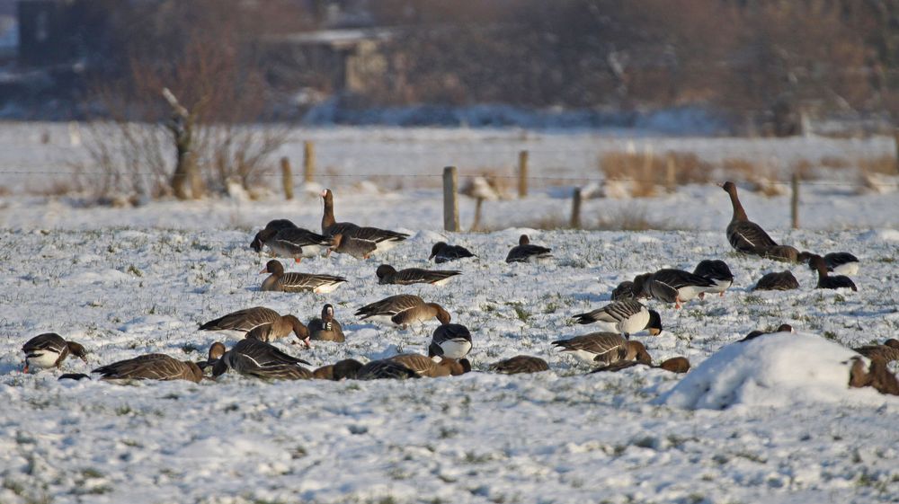 Unerschrocken dem Winter entgegen