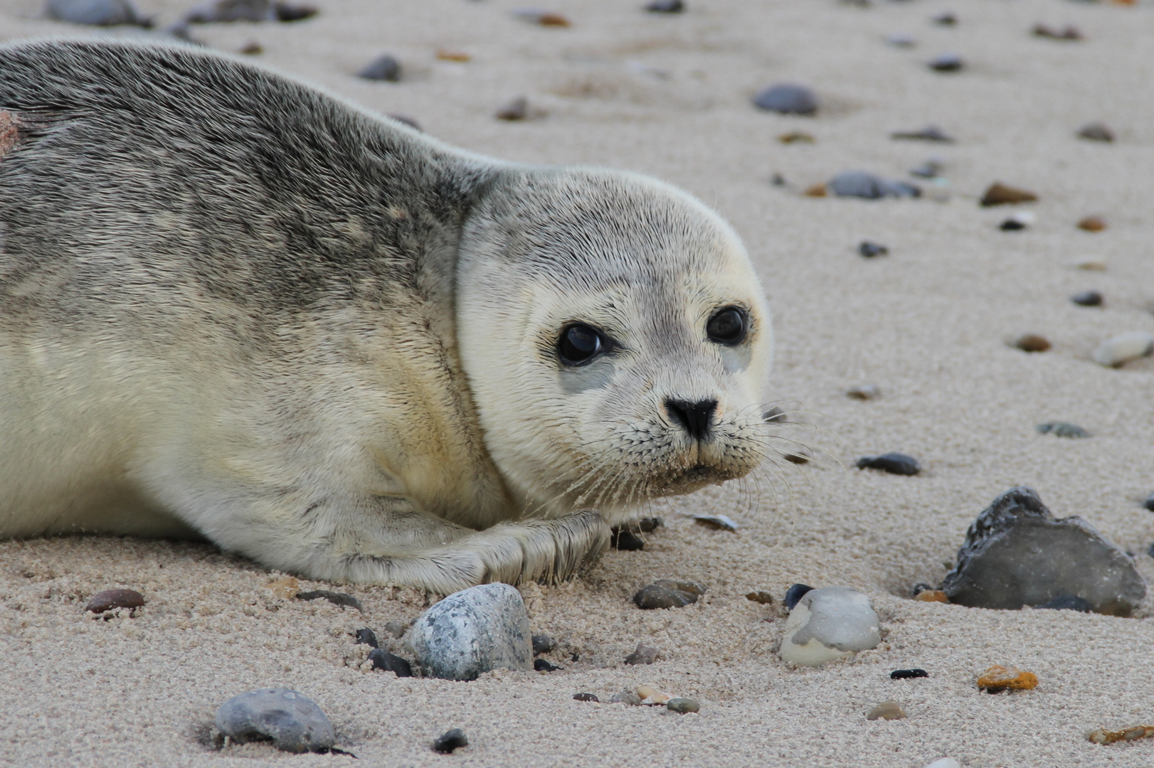 Unerwartet, aber sehr schöne Begegnung am Strand