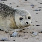 Unerwartet, aber sehr schöne Begegnung am Strand