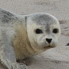 Unerwartet, aber sehr schöne Begegnung am Strand II