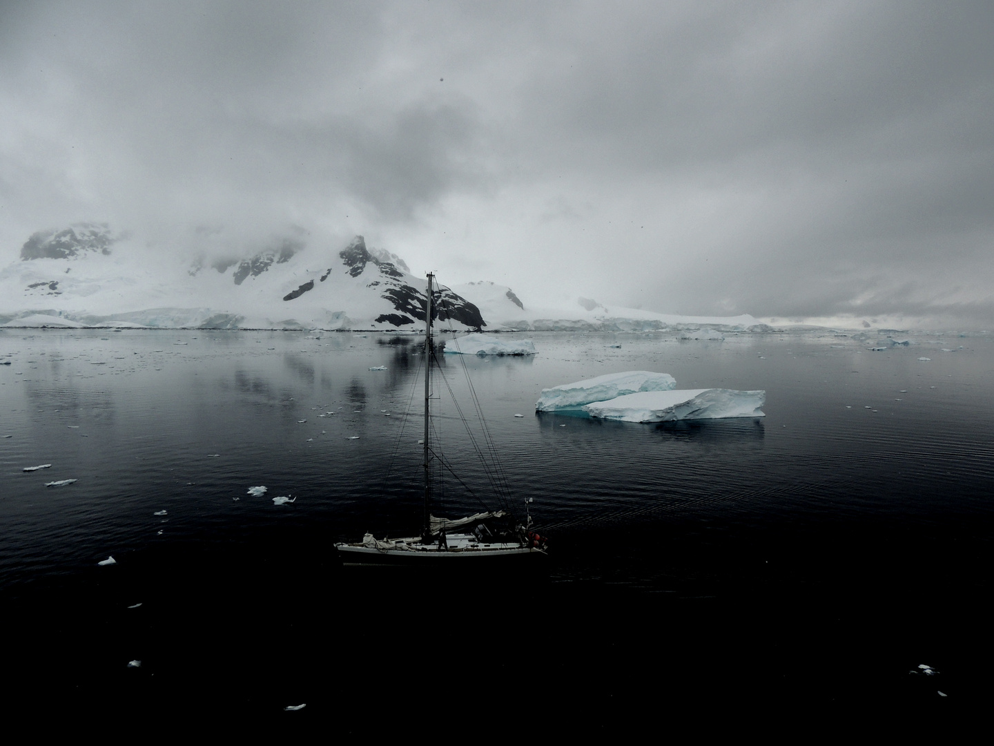 Unerwartet   -  Begegnung in der Antarktis