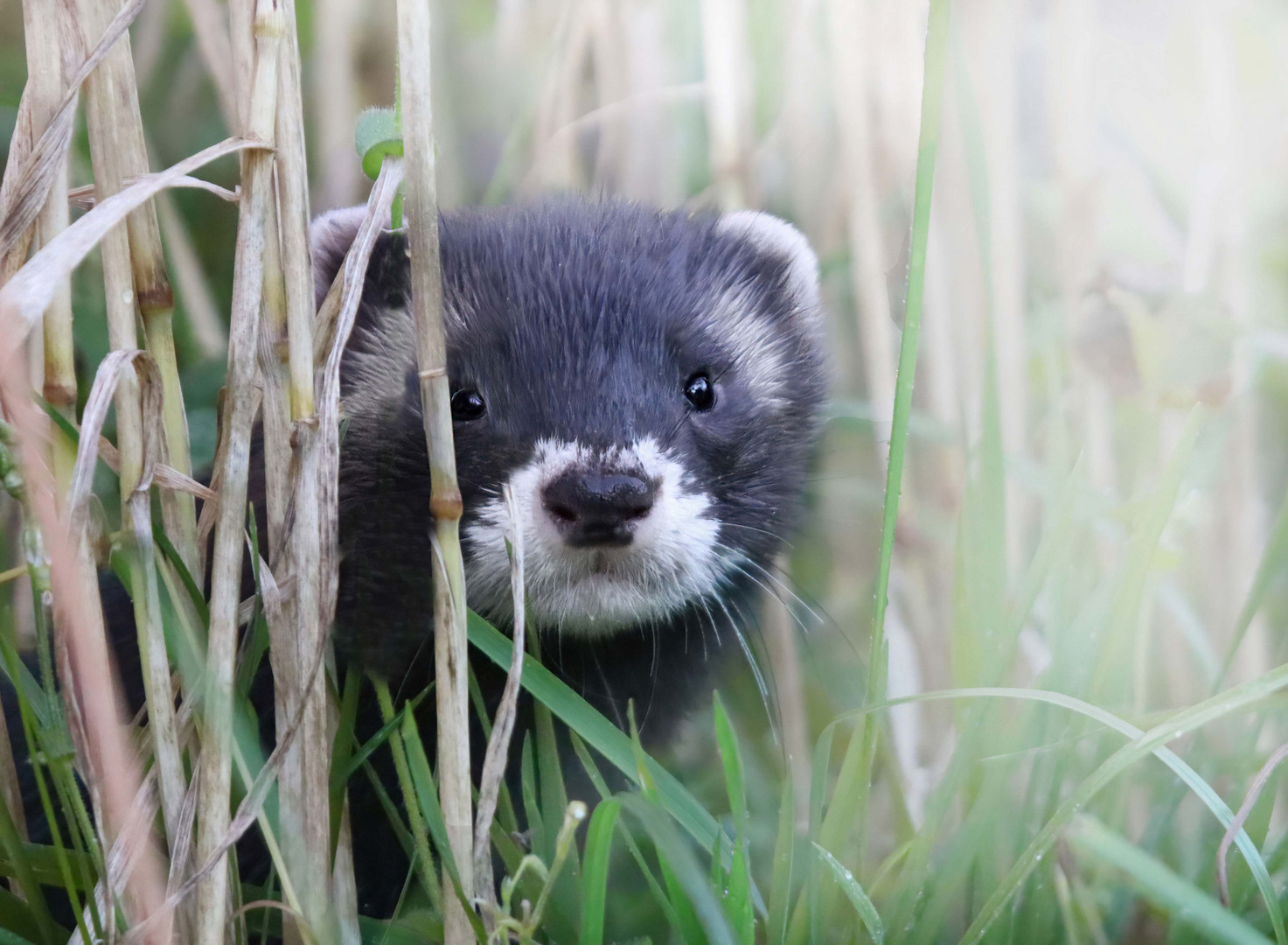 Unerwartet ein Iltis fotografiert