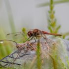 Unerwartet - Frühe Heidelibelle