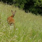 unerwartete Begegnung