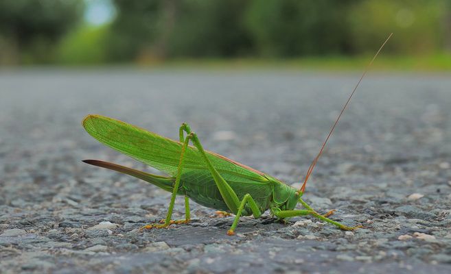 unerwartete Begegnung auf der Straße...