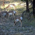 Unerwartete Begegnung: Gabelböcke (Pronghorns)