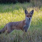 Unerwartete Begegnung in den Ryckwiesen