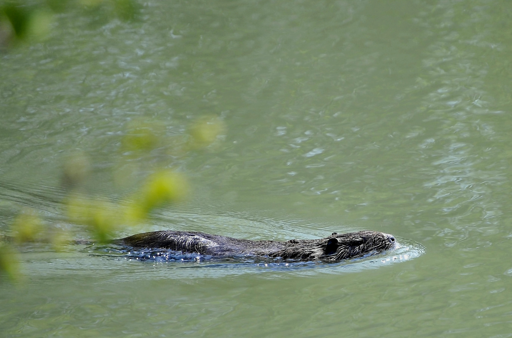 Unerwartete Begegnung...ein Nutria?