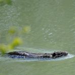 Unerwartete Begegnung...ein Nutria?