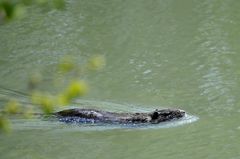 Unerwartete Begegnung...ein Nutria?