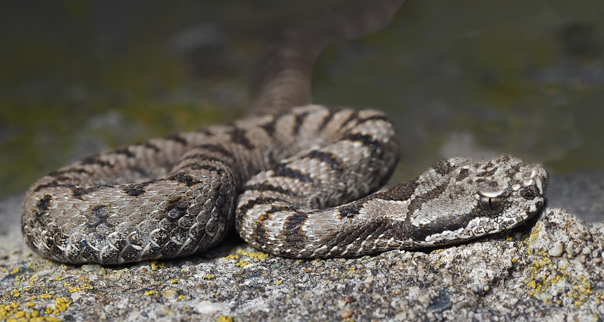 Unerwartete Entdeckung einer jungen Aspisviper (Vipera aspis)! - Une vipère aspic en février!