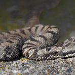 Unerwartete Entdeckung einer jungen Aspisviper (Vipera aspis)! - Une vipère aspic en février!