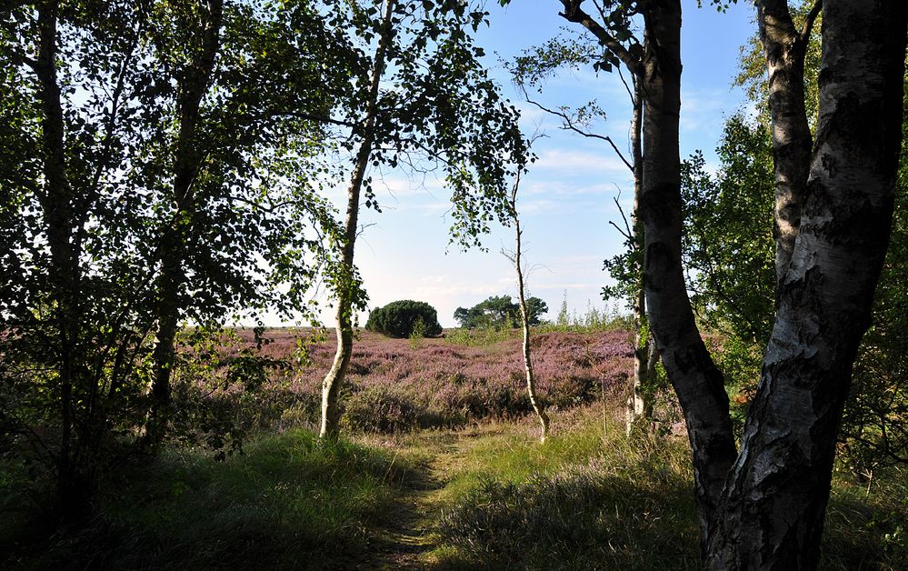 Unerwartete Heidelandschaft auf Hiddensee