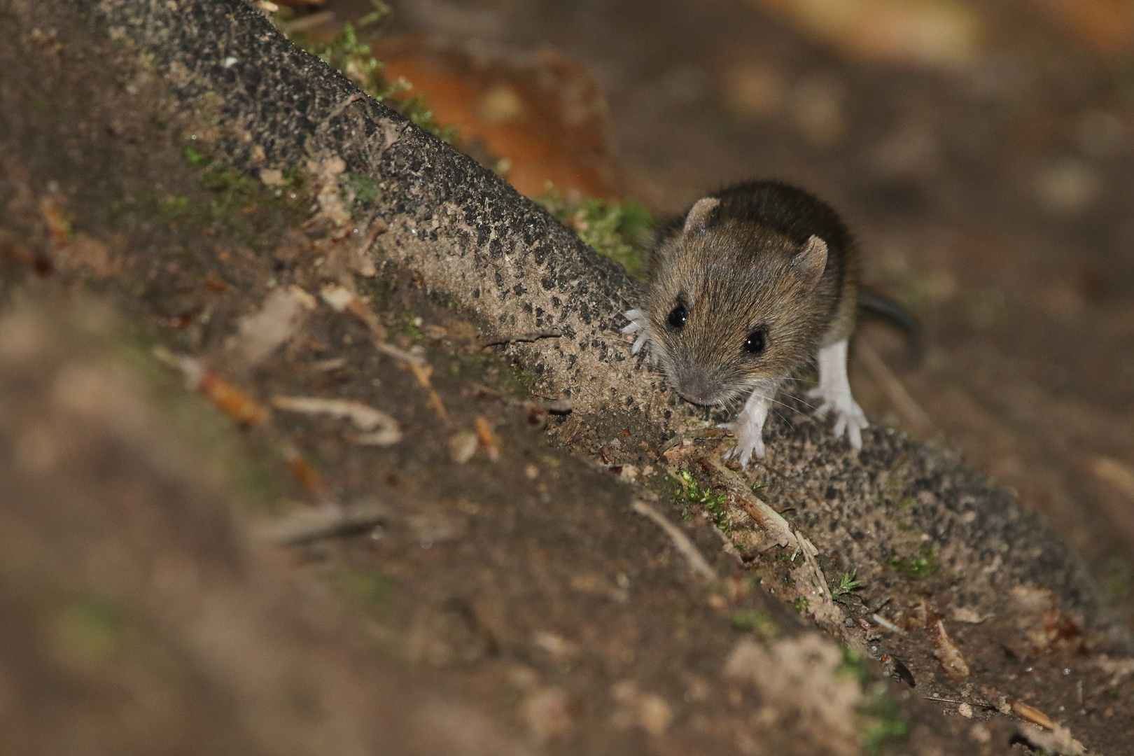 "Unerwartete MINIMAUS"