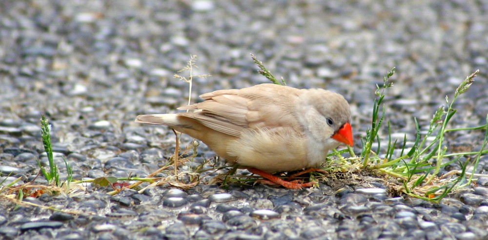 Unerwarteter Besuch