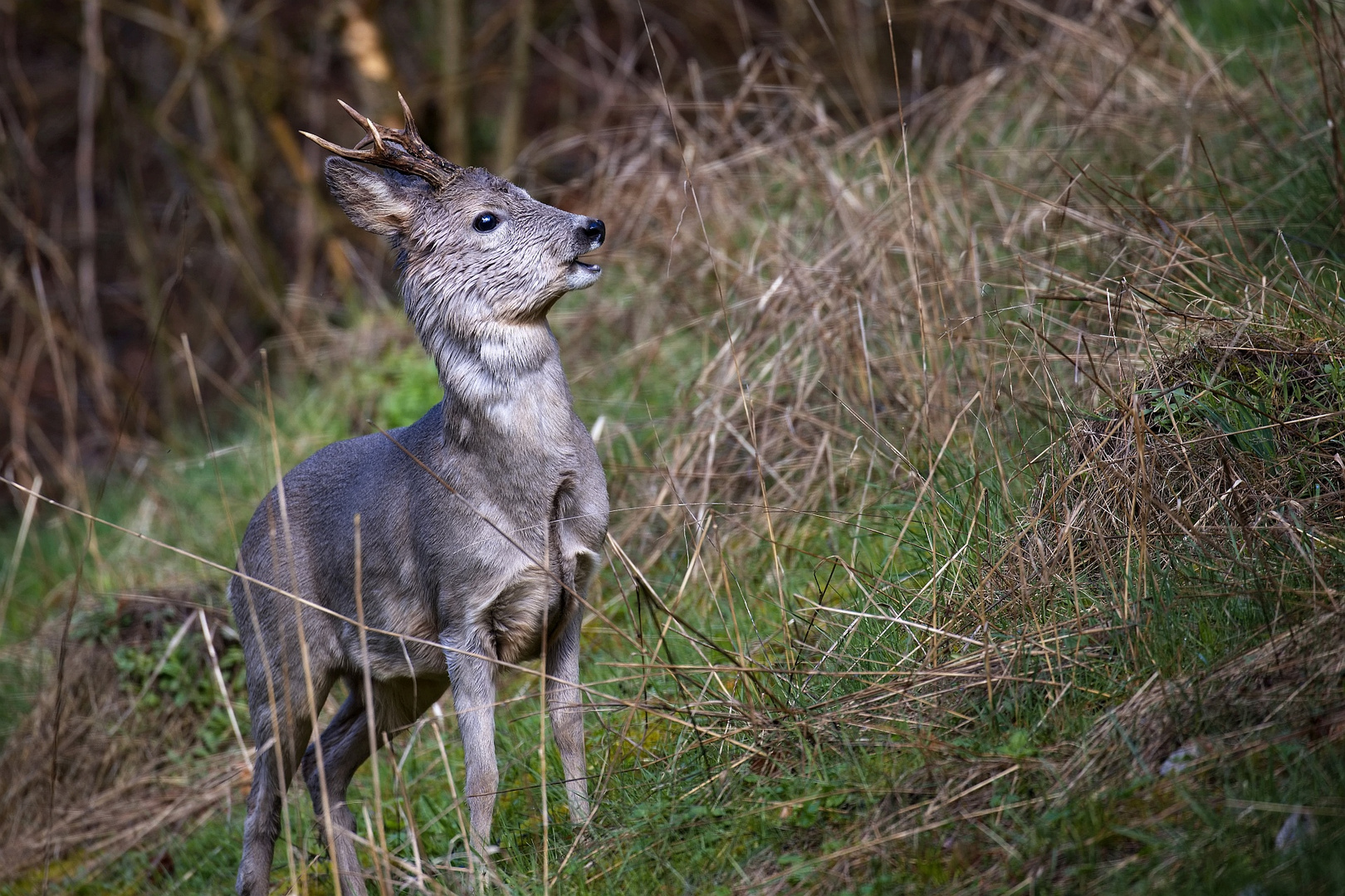 Unerwarteter Besuch (1/4)