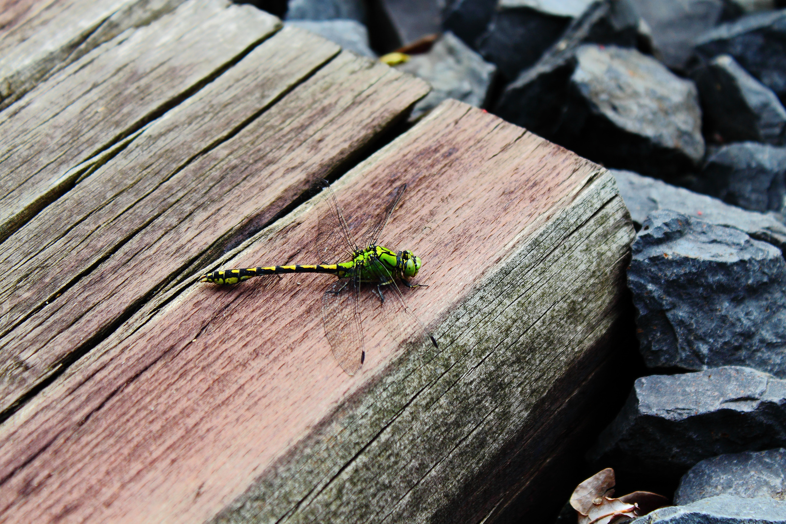 Unerwarteter Besuch