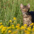 Unerwarteter Besuch bei der Rehlauer