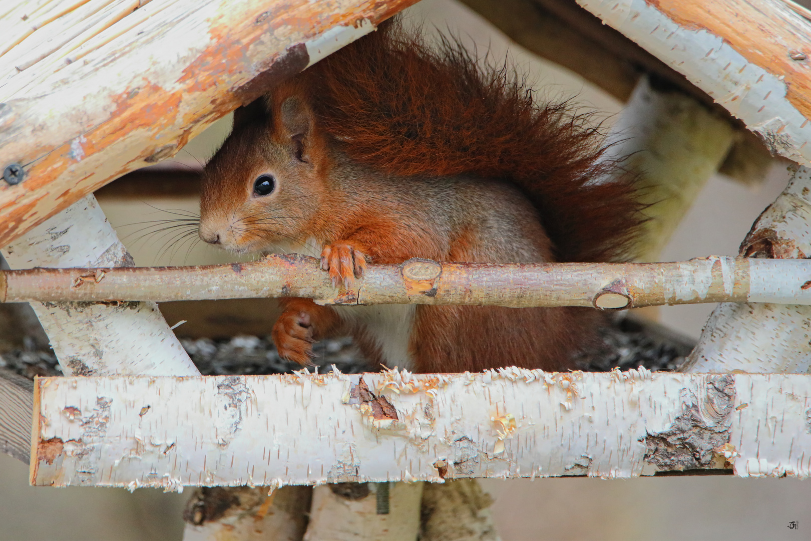 unerwarteter Besuch im Futterhaus