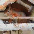 unerwarteter Besuch im Futterhaus