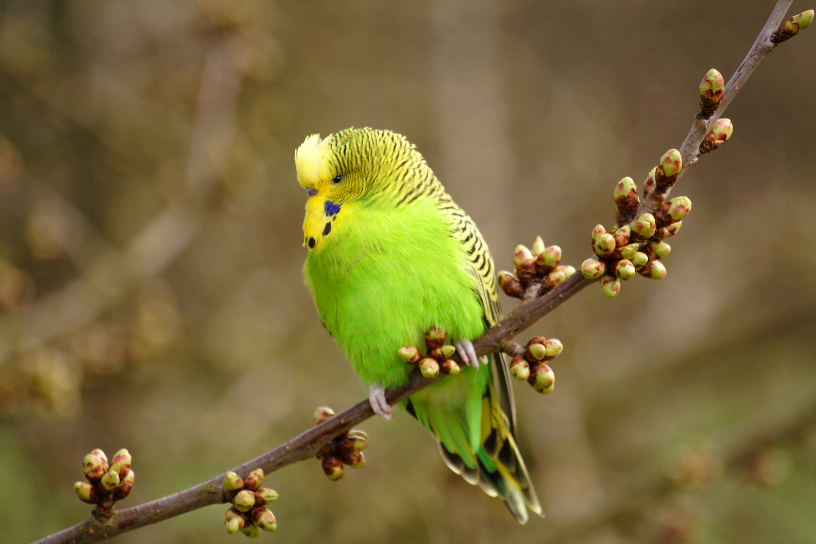 Unerwarteter Besuch im Garten