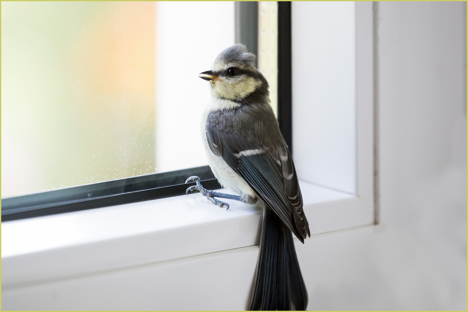 unerwarteter Besuch im Wohnzimmer  .....