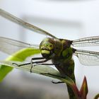 Unerwarteter Besuch von Frau Libelle